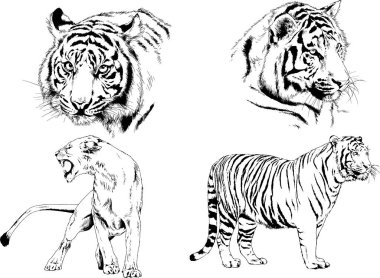 Yırtıcıların temasındaki vektör çizimleri mürekkep dövmeli logolarla elle çizilir.