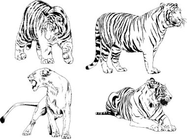 Yırtıcıların temasındaki vektör çizimleri mürekkep dövmeli logolarla elle çizilir.