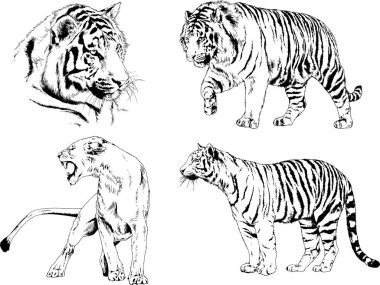 Yırtıcıların temasındaki vektör çizimleri mürekkep dövmeli logolarla elle çizilir.