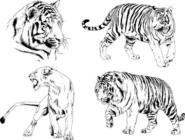 Yırtıcıların temasındaki vektör çizimleri mürekkep dövmeli logolarla elle çizilir.