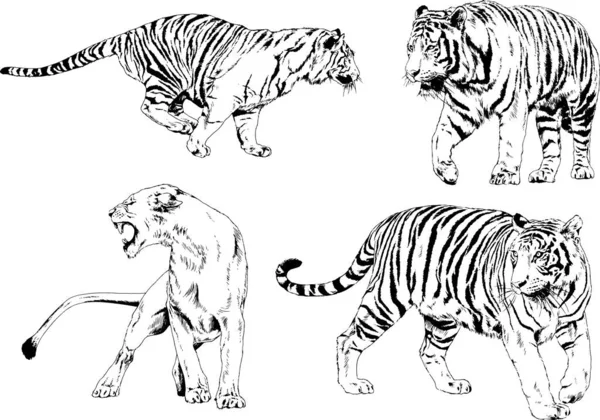 Dessins Vectoriels Esquisse Différents Prédateurs Tigres Lions Guépards Léopards Sont — Image vectorielle