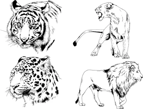 Desenhos Vetoriais Esboços Predador Diferente Leões Tigres Chitas Leopardos São —  Vetores de Stock