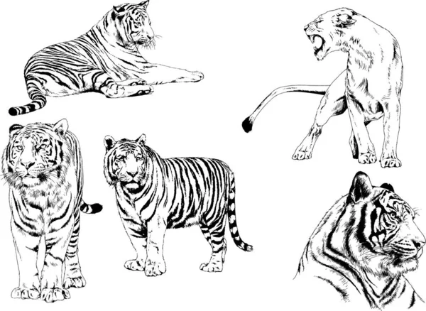 Dibujos Vectoriales Bocetos Diferentes Depredadores Tigres Leones Guepardos Leopardos Dibujan — Vector de stock