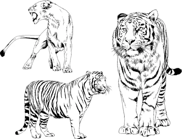 Vektor Rajzok Vázlatok Különböző Ragadozó Tigrisek Oroszlánok Gepárdok Leopárdok Készült — Stock Vector