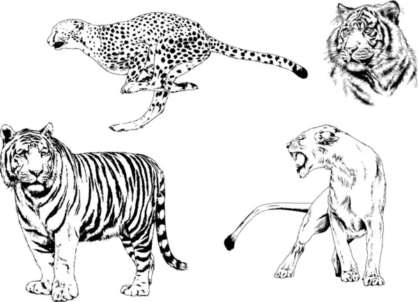 Dibujos Vectoriales Bocetos Diferentes Depredadores Tigres Leones Guepardos Leopardos Dibujan — Archivo Imágenes Vectoriales