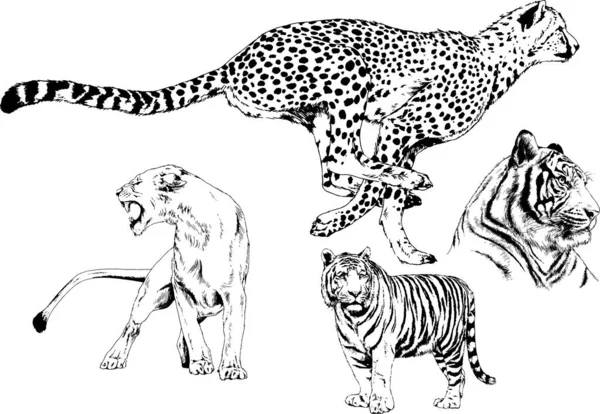 Dibujos Vectoriales Bocetos Diferentes Depredadores Tigres Leones Guepardos Leopardos Dibujan — Vector de stock