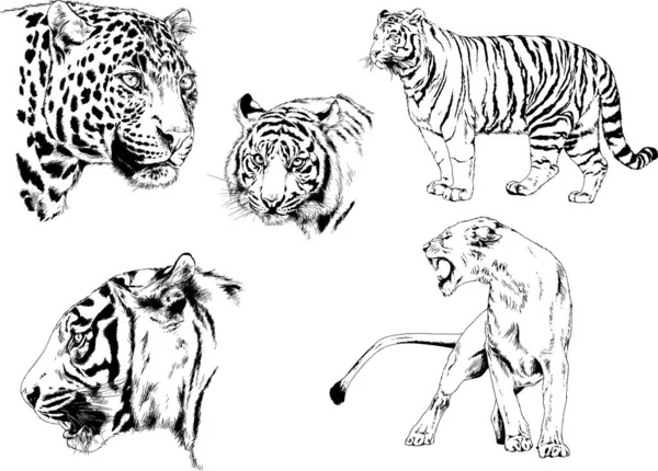 Dibujos Vectoriales Bocetos Diferentes Depredadores Tigres Leones Guepardos Leopardos Dibujan — Archivo Imágenes Vectoriales