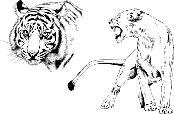 Dibujos Vectoriales Bocetos Diferentes Depredadores Tigres Leones Guepardos Leopardos Dibujan — Archivo Imágenes Vectoriales