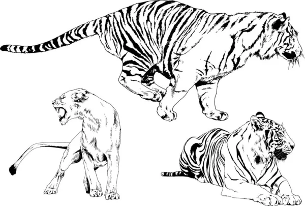 Dibujos Vectoriales Bocetos Diferentes Depredadores Tigres Leones Guepardos Leopardos Dibujan — Vector de stock