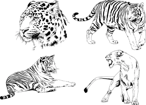 Vector Drawings Sketches Different Predator Tigers Lions Cheetahs Leopards Drawn — Stock Vector