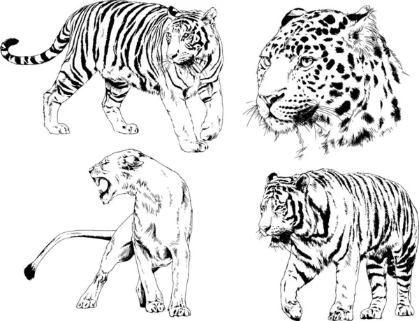 Dibujos Vectoriales Bocetos Diferentes Depredadores Tigres Leones Guepardos Leopardos Dibujan — Archivo Imágenes Vectoriales