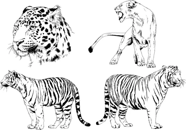 Dibujos Vectoriales Bocetos Diferentes Depredadores Tigres Leones Guepardos Leopardos Dibujan — Archivo Imágenes Vectoriales