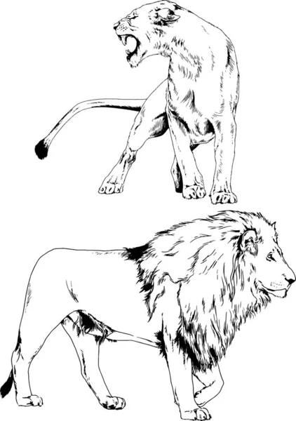 Dibujos Vectoriales Bocetos Diferentes Depredadores Tigres Leones Guepardos Leopardos Dibujan — Vector de stock