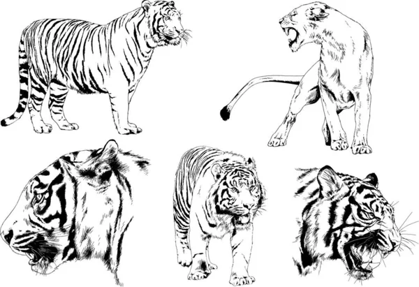 Dibujos Vectoriales Bocetos Diferentes Depredadores Tigres Leones Guepardos Leopardos Dibujan — Vector de stock