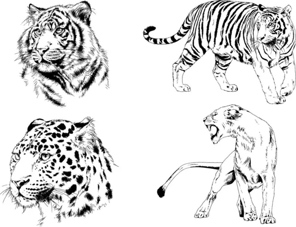 Dessins Vectoriels Esquisse Différents Prédateurs Tigres Lions Guépards Léopards Sont — Image vectorielle