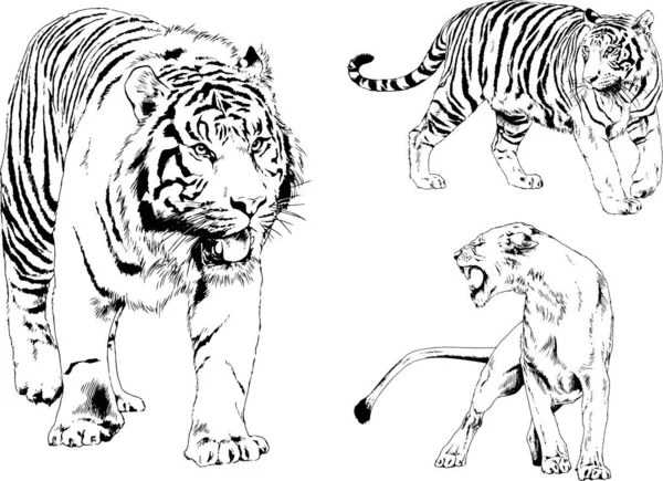 Dibujos Vectoriales Bocetos Diferentes Depredadores Tigres Leones Guepardos Leopardos Dibujan — Vector de stock