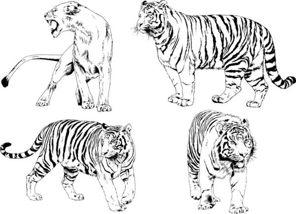 Dibujos Vectoriales Bocetos Diferentes Depredadores Tigres Leones Guepardos Leopardos Dibujan — Archivo Imágenes Vectoriales