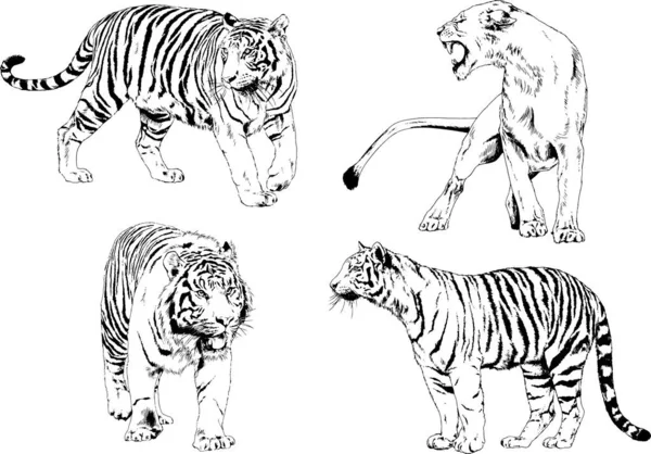 Dibujos Vectoriales Bocetos Diferentes Depredadores Tigres Leones Guepardos Leopardos Dibujan — Archivo Imágenes Vectoriales