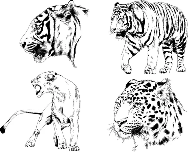 Dibujos Vectoriales Bocetos Diferentes Depredadores Tigres Leones Guepardos Leopardos Dibujan — Archivo Imágenes Vectoriales