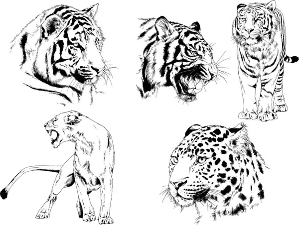 Ensemble Dessins Vectoriels Sur Thème Des Prédateurs Tigres Sont Dessinés — Image vectorielle