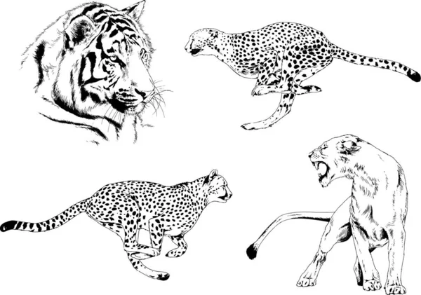 Set Vector Drawings Theme Predators Tigers Drawn Hand Ink Tattoo — Stock Vector