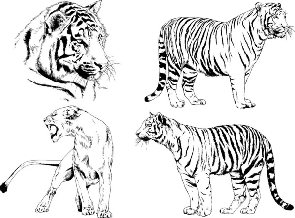 Conjunto Dibujos Vectoriales Sobre Tema Los Depredadores Tigres Dibujan Mano — Vector de stock