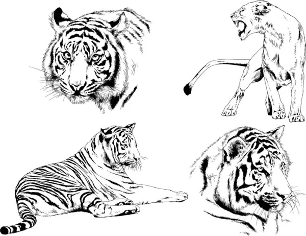 Set Vector Drawings Theme Predators Tigers Drawn Hand Ink Tattoo — Stock Vector