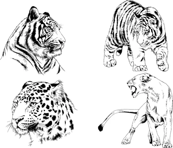 Set Vector Drawings Theme Predators Tigers Drawn Hand Ink Tattoo — Stock Vector