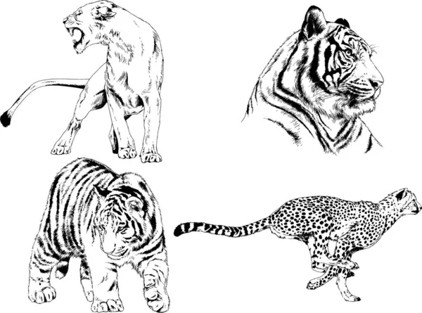 Set Vector Drawings Theme Predators Tigers Drawn Hand Ink Tattoo — Stock Vector