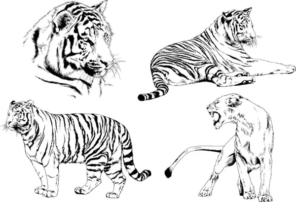 Conjunto Dibujos Vectoriales Sobre Tema Los Depredadores Tigres Dibujan Mano — Vector de stock