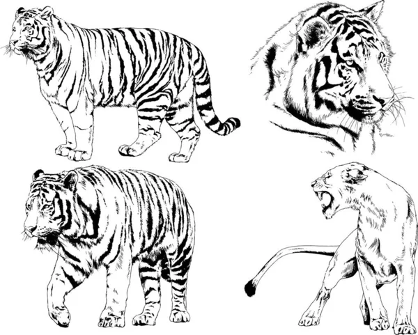 Ensemble Dessins Vectoriels Sur Thème Des Prédateurs Tigres Sont Dessinés — Image vectorielle