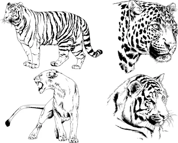 Serie Disegni Vettoriali Sul Tema Dei Predatori Tigri Sono Disegnati — Vettoriale Stock