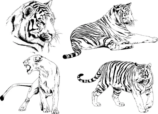 Σύνολο Διανυσματικών Σχεδίων Στο Θέμα Των Θηρευτών Τίγρεις Σχεδιάζονται Χέρι — Διανυσματικό Αρχείο