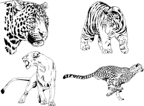 Serie Disegni Vettoriali Sul Tema Dei Predatori Tigri Sono Disegnati — Vettoriale Stock