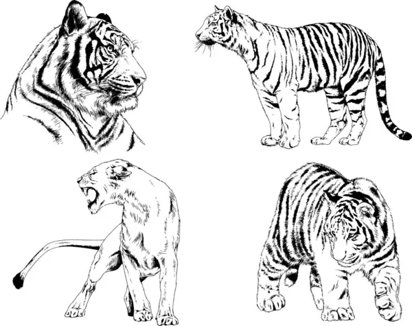 Serie Disegni Vettoriali Sul Tema Dei Predatori Tigri Sono Disegnati — Vettoriale Stock