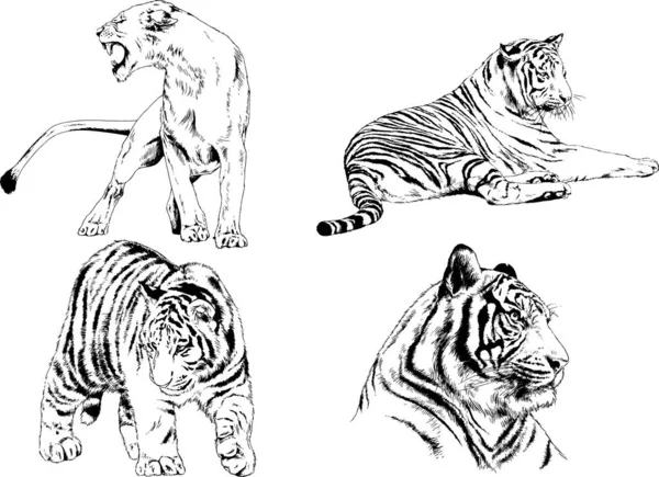Набор Векторных Рисунков Тему Хищников Тигры Рисуются Вручную Чернилами Татуировки — стоковый вектор