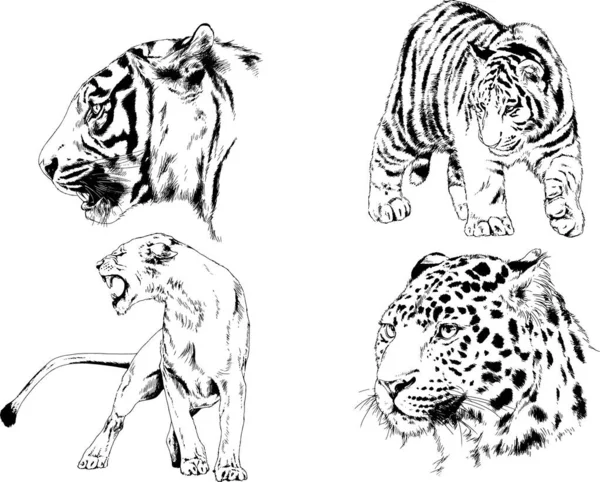 Zestaw Rysunków Wektorowych Temat Drapieżników Tygrysy Rysowane Ręcznie Logo Tatuażu — Wektor stockowy