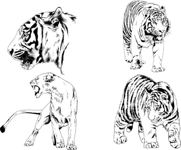 Conjunto Desenhos Vetoriais Sobre Tema Tigres Predadores São Desenhados Mão —  Vetores de Stock