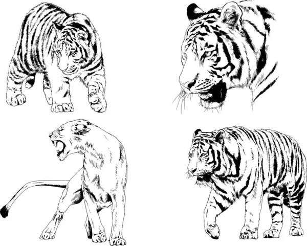 Conjunto Dibujos Vectoriales Sobre Tema Los Depredadores Tigres Dibujan Mano — Vector de stock