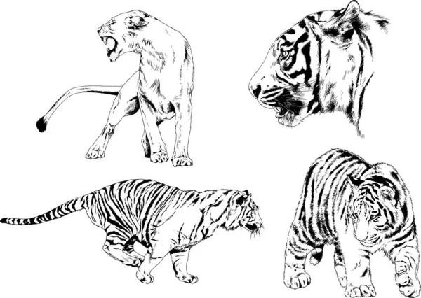 Serie Disegni Vettoriali Sul Tema Dei Predatori Tigri Sono Disegnati — Vettoriale Stock