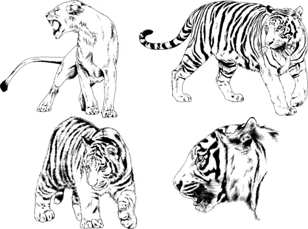 Set Vector Drawings Theme Predators Tigers Drawn Hand Ink Tattoo — Stock Vector