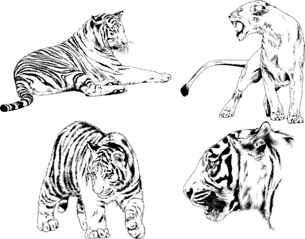 Sada Vektorových Kreseb Téma Dravci Tygři Jsou Kresleny Ručně Inkoustem — Stockový vektor