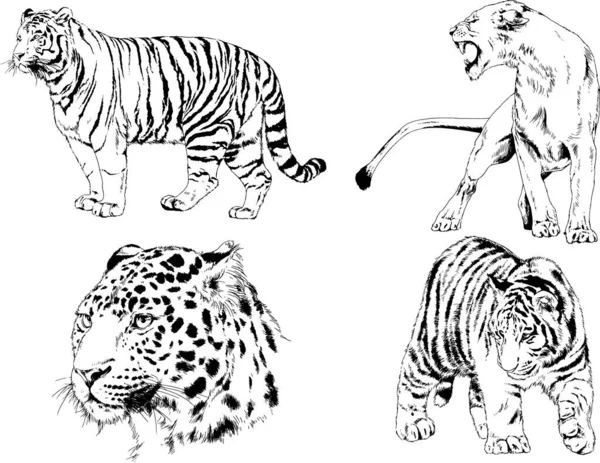 Set Vector Drawings Theme Predators Tigers Drawn Hand Ink Tattoo — Stock Vector