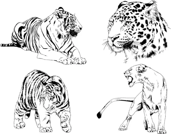 Serie Disegni Vettoriali Sul Tema Dei Predatori Tigri Sono Disegnati — Vettoriale Stock