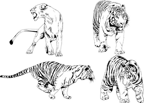 Conjunto Dibujos Vectoriales Sobre Tema Los Depredadores Tigres Dibujan Mano — Vector de stock