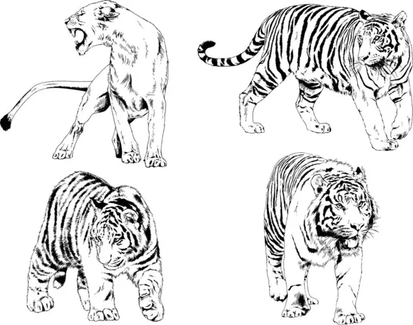 Set Vector Drawings Theme Predators Tigers Drawn Hand Ink Tattoo — Stock Vector