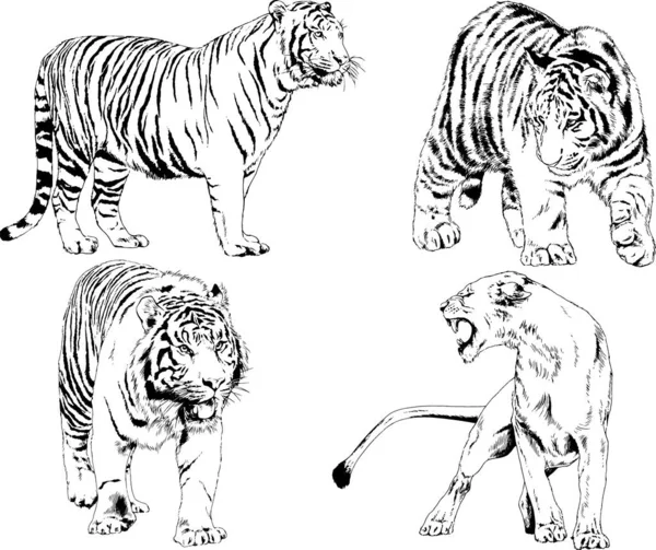 Serie Disegni Vettoriali Sul Tema Dei Predatori Tigri Sono Disegnati — Vettoriale Stock