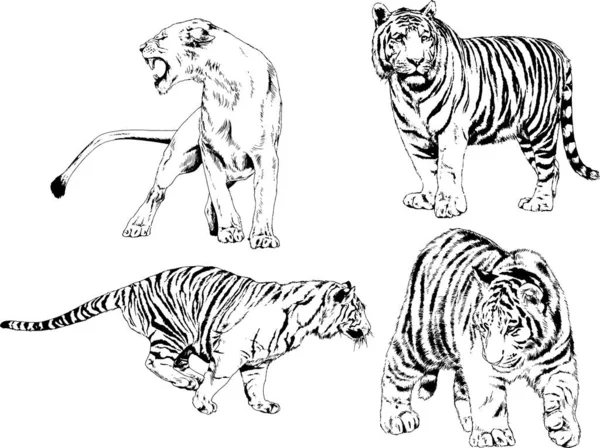 Conjunto Dibujos Vectoriales Sobre Tema Los Depredadores Tigres Dibujan Mano — Vector de stock