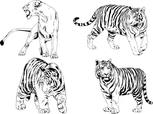 Conjunto Dibujos Vectoriales Sobre Tema Los Depredadores Tigres Dibujan Mano — Vector de stock