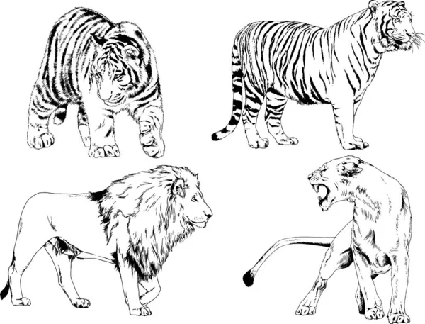 Conjunto Dibujos Vectoriales Sobre Tema Los Depredadores Tigres Dibujan Mano — Archivo Imágenes Vectoriales